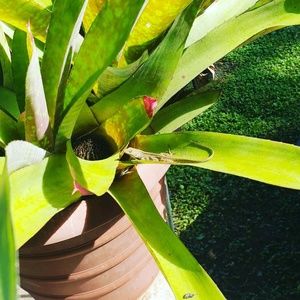 Meet your Posher, Altssa